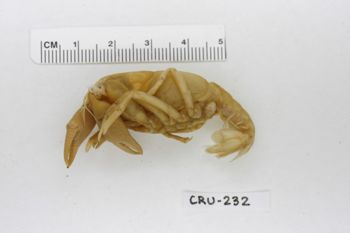 Media type: image;   Invertebrate Zoology CRU-232 Description: Preserved specimen.;